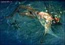 myth017-crystalwater.jpg
